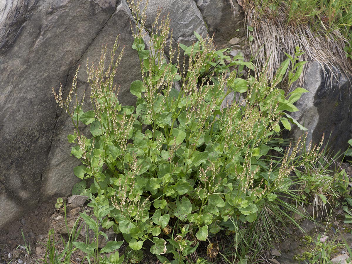 Rumex scutatus